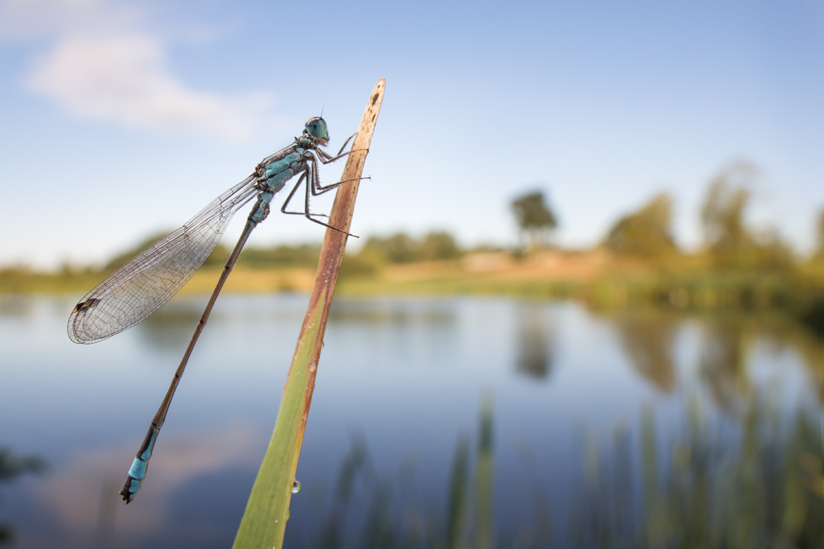 Blue-Tailed Damselfly wideangle1